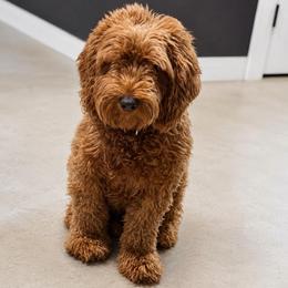 Annabelle - Goldendoodle
