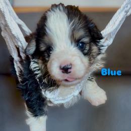 Blue - Black and tan male Pembroke Welsh Corgi puppy in Wheatland, California from Emerald Corgis