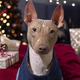 Felon - American Hairless Terrier