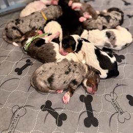 Bernedoodle Puppies from Teddy Bear Bernedoodles