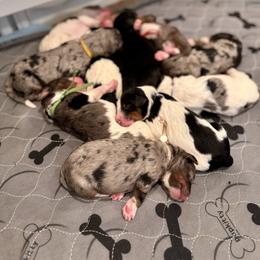 Bernedoodle Puppies from Teddy Bear Bernedoodles