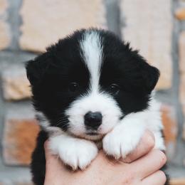 Babe Ruth - Black male Border Collie puppy in Dallas, Texas from Effervescent Border Collies