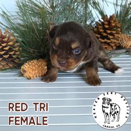 Jade - Red tri female Miniature Australian Shepherd puppy in Jaroso, Colorado from Heaven Sent Aussies