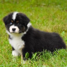 Mariposa - Black tri-color female Australian Shepherd puppy in Easton, Missouri from MMA Kennel