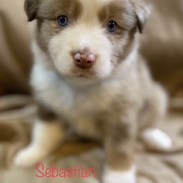 Miniature Australian Shepherd Puppies from 4J Aussies