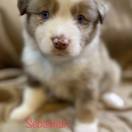 Miniature Australian Shepherd Puppies from 4J Aussies