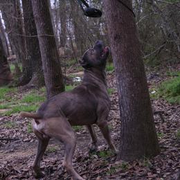 Phantom - Cane Corso