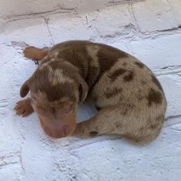 Andrew - Dapple male Dachshund puppy in Colbert, Oklahoma from Brooke Crenshaw