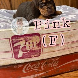 Bloodhound Puppies from McNeely Saline River Bloodhounds
