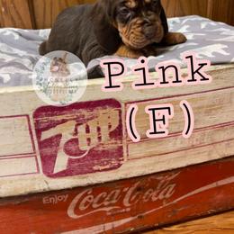 Bloodhound Puppies from McNeely Saline River Bloodhounds