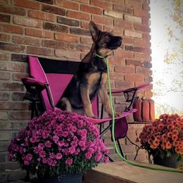 German Shepherd Puppies from Cintron K9