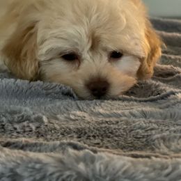 Cockapoo and Poodle Puppies from Nikol Nik
