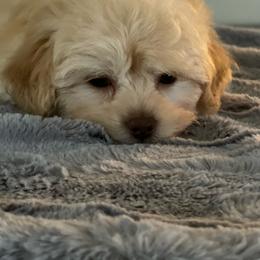 Cockapoo and Poodle Puppies from Nikol Nik