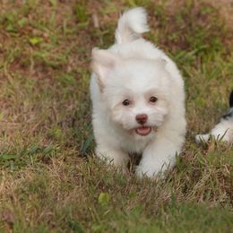Sofia - Cream female Havanese puppy in Bowling Green, Kentucky from Denise Clark