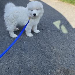 Samoyed Puppies from Sweet T's