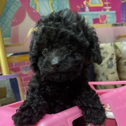 Cavapoos from Holly Mountain Puppies