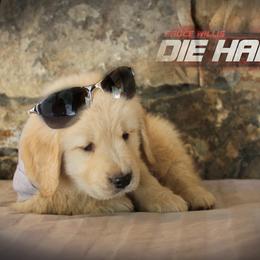 Golden Retriever Puppies from DoubleTake Goldens