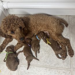 Poodle puppies from JJs Puppies of the Carolinas