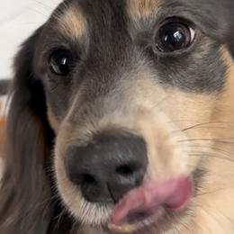 Dachshunds from Golden State Mini Doxies