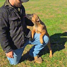 Onyx - Fawn male Belgian Malinois puppy in Lincoln, Nebraska from Nebraska K9