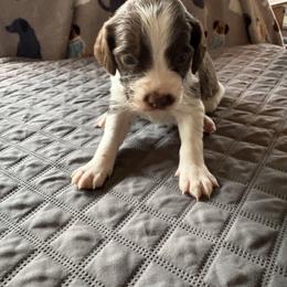 Boy 5 - Liver and white male Brittany puppy in Adairsville, Georgia from Rocking L Farms