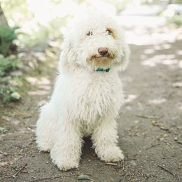 Mia - Australian Labradoodle