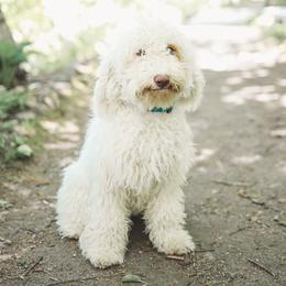 Mia - Australian Labradoodle