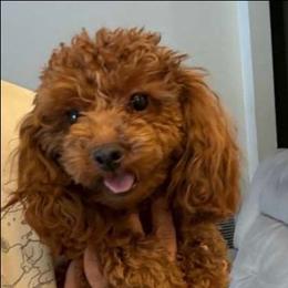 Chimi - Poodle