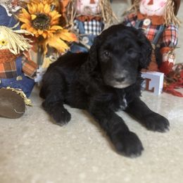 Charlie - Black male Sheepadoodle puppy in Franklin, Texas from Cross Doodles