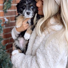 Aussiedoodle and Goldendoodle Puppies from Skyridge Doodles