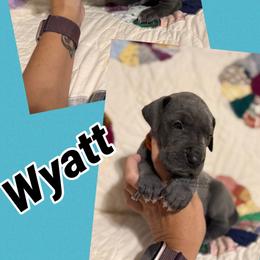 Wyatt - Blue male Great Dane puppy in Russellville, Arkansas from River Valley Great Danes & Miniature Schnauzers
