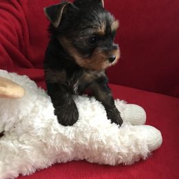 Yorkshire Terrier Puppies from Shining Star Yorkies