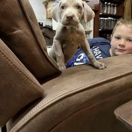Silver girl 3 (small white stripe on chest) - Silver gray female Weimaraner puppy in Lancaster, Kentucky from Heavy Hollow Farm