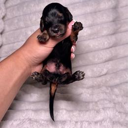 Woody - Black and tan male Dachshund puppy in Ceres, California from Rockin' M’s LilBitty Dachshunds (LBD)