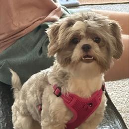 Harlow - Shihpoo