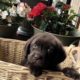 Labrador Retriever Puppies from New England Premier English Labradors