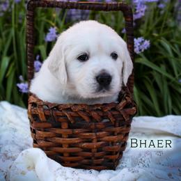 Bhaer - Light golden male Golden Retriever puppy in Scio, Oregon from Webb's Wold Kennels