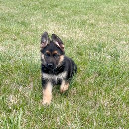 German Shepherd Puppies from Zederntal Shepherds