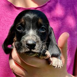 Male 2 - Black brown and white male Basset Hound puppy in Lindley, New York from Hill Top Basset Hounds & Cane Corso