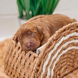 Apollo - Red  male Goldendoodle puppy in Iola, Texas from Supreme Doodles of Texas