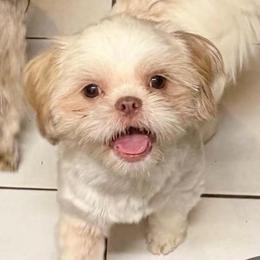 Randy - Gold and white male Shih Tzu puppy in Victorville, California from RUMBLE n TUMBLE