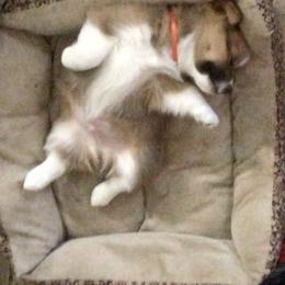 Pembroke Welsh Corgi Puppies from Redwood Corgis