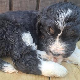 Tiffany - Tri-color female Bernedoodle puppy in Lafayette, Alabama from Williams Lake Doodles