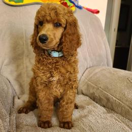 Light Blue collar - Red  male Poodle puppy in Colorado Springs, Colorado from Silly's Standard Poodles