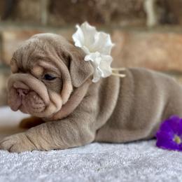 Iris - Lilac tri-color female Bulldog puppy in Hernando, Mississippi from Blues City Bulldogs