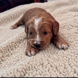 Annabel - Red female Cockapoo puppy in Marietta, South Carolina from River Falls Cockapoos