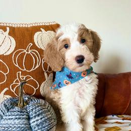 Buffy - Yellow and white female Bernedoodle puppy in High Point, North Carolina from Kingsfield Doodles
