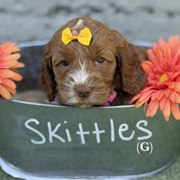 Skittles - Caramel red female Australian Labradoodle puppy in Citrus Heights, California from Elite Blend Labradoodles