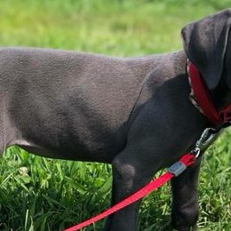Great Danes from Double R Danes