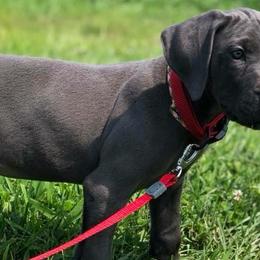 Great Danes from Double R Danes